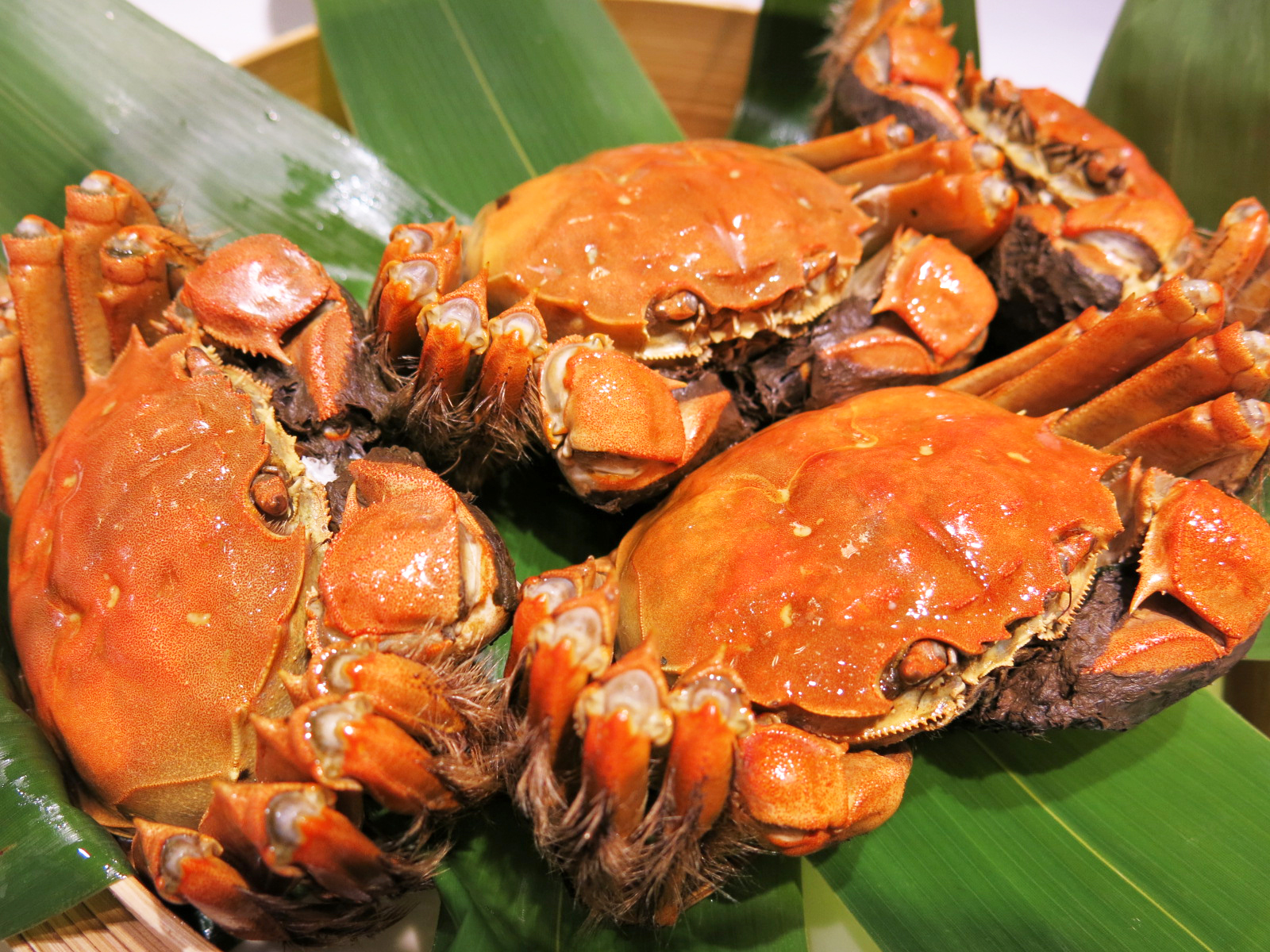 Hairy Crab Dinner Buffet Taste of the Ocean Promotions Metropark